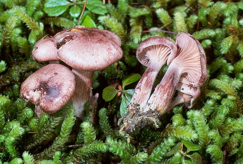 Hygrophorus capreolarius